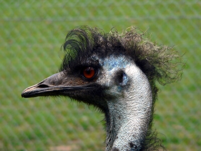 Emu