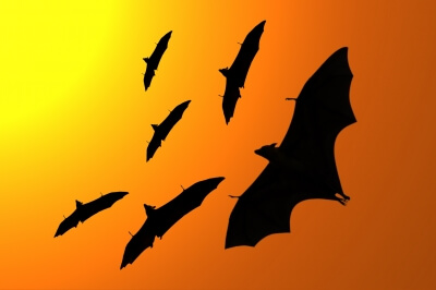 ID-100127246 "Silhouette Of Flying Foxes" by markuso